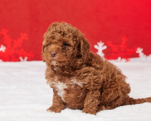Pepper Cavapoo
